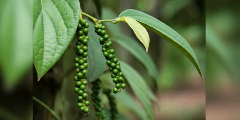 Piper nigrum plant