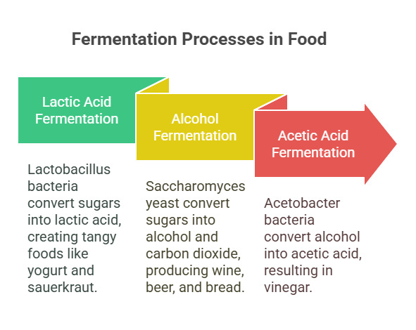 The Science Behind Fermentation